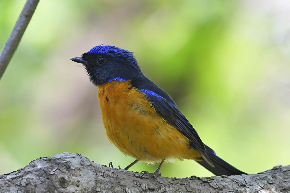 birds-2