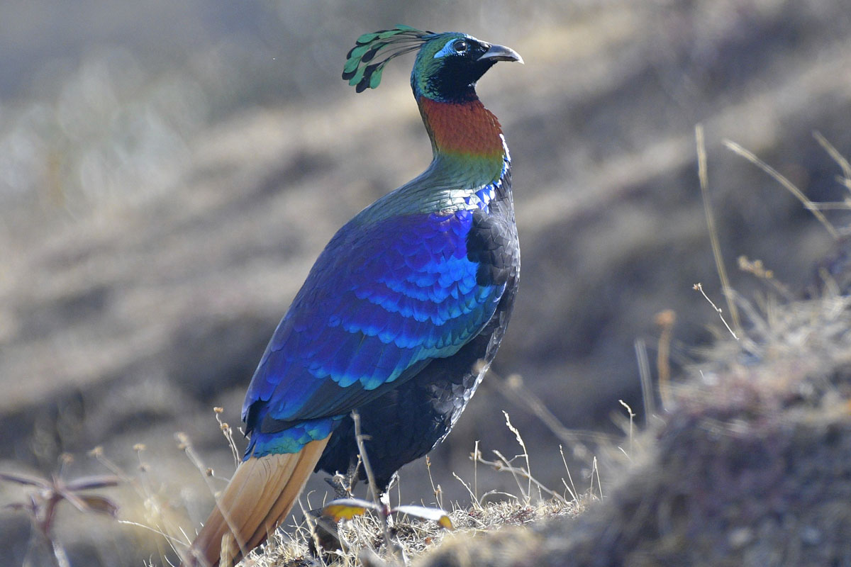 birds-27