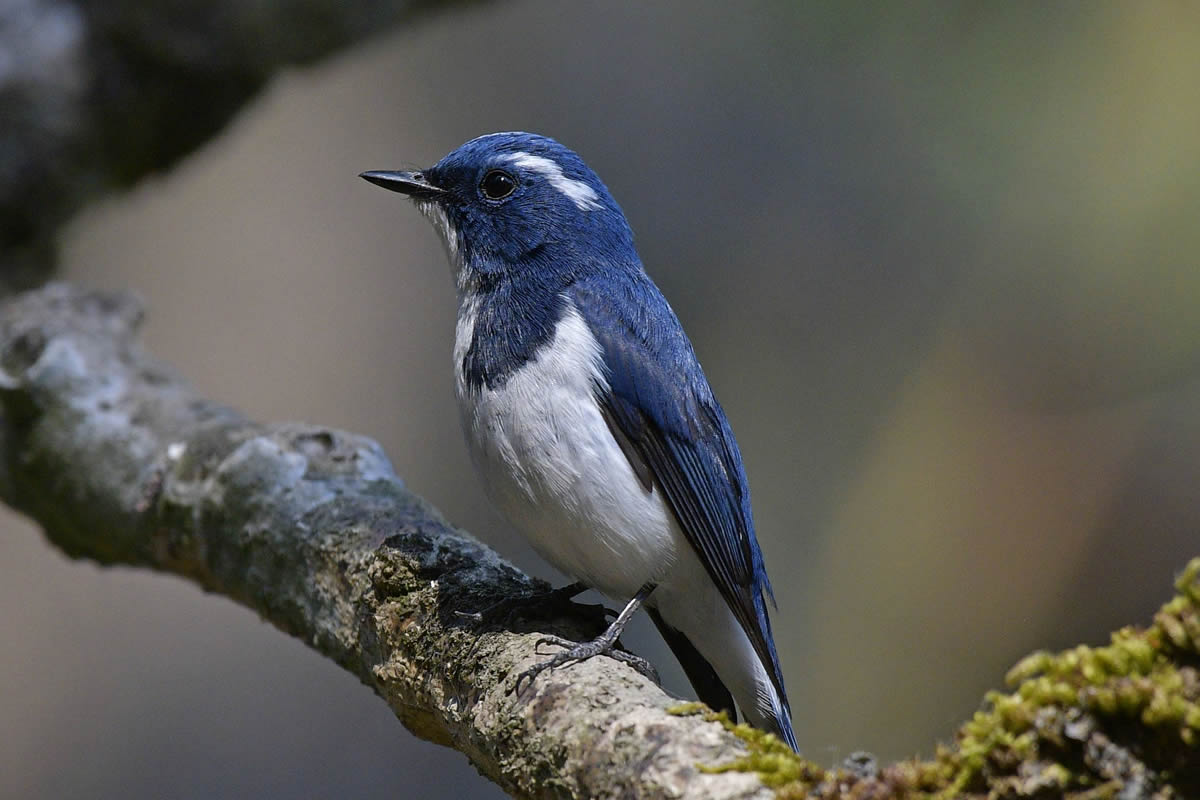birds-3
