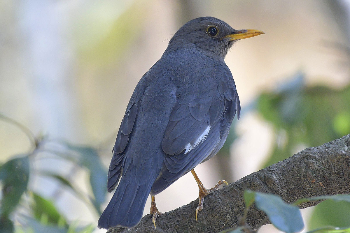 birds-35