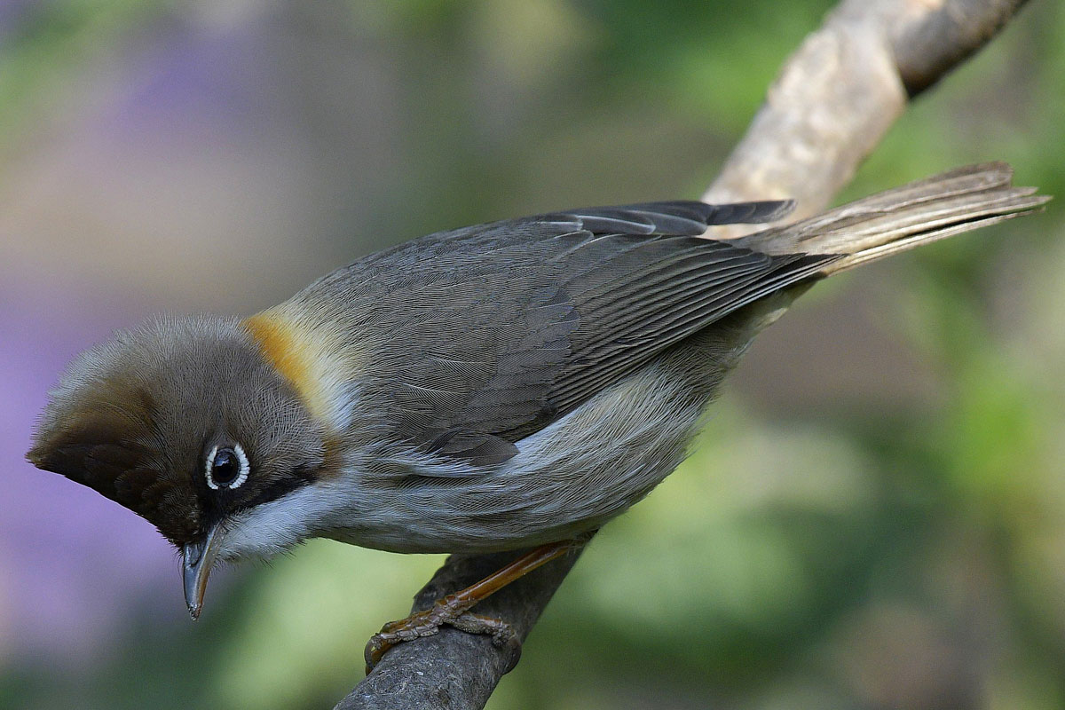 birds-38