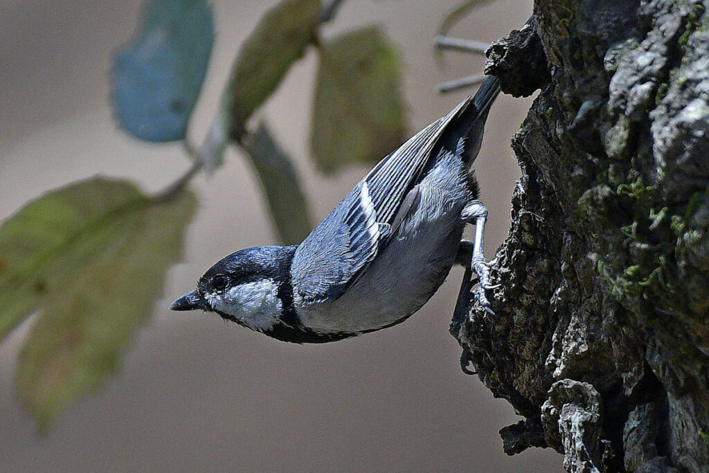 birds-8