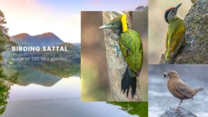 sattal-birds-blog-banner